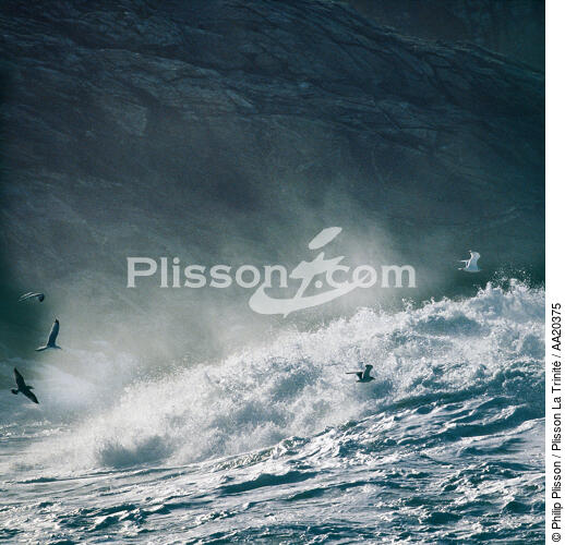 Rough sea. - © Philip Plisson / Plisson La Trinité / AA20375 - Photo Galleries - Seabird