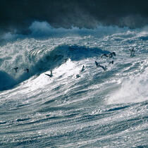 Rough sea. © Philip Plisson / Plisson La Trinité / AA20376 - Photo Galleries - Fauna