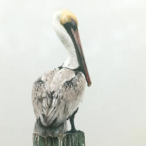 Pelican. © Philip Plisson / Plisson La Trinité / AA20402 - Photo Galleries - Fauna