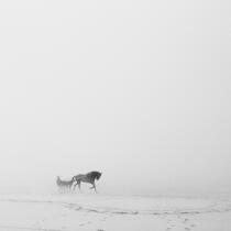 On Dossen beach in Santec. © Guillaume Plisson / Plisson La Trinité / AA20404 - Photo Galleries - Horse