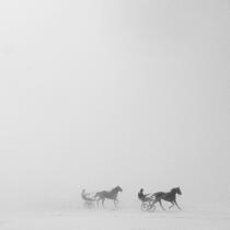 On Dossen beach in Santec. © Guillaume Plisson / Plisson La Trinité / AA20406 - Photo Galleries - Horse
