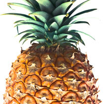 Pineapple. © Philip Plisson / Plisson La Trinité / AA20615 - Photo Galleries - Square format