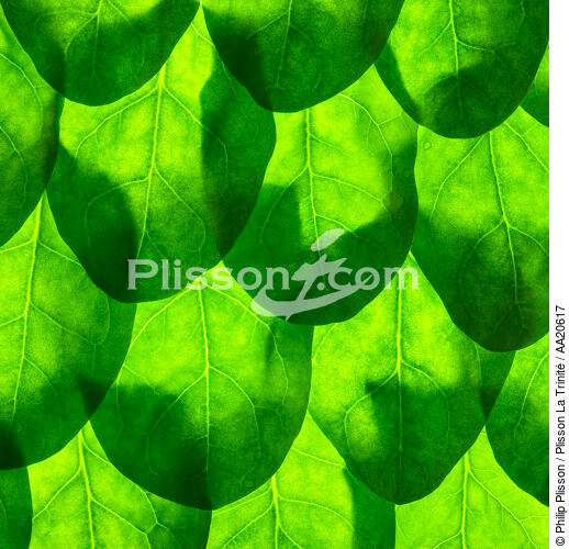 Leaves. - © Philip Plisson / Plisson La Trinité / AA20617 - Photo Galleries - Square format