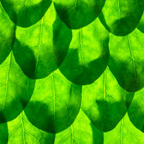 Leaves. © Philip Plisson / Plisson La Trinité / AA20617 - Photo Galleries - Square format