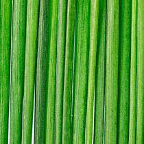 Herbe. © Philip Plisson / Plisson La Trinité / AA20620 - Nos reportages photos - Plante
