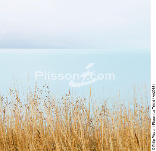Tall grass. - © Philip Plisson / Plisson La Trinité / AA20651 - Photo Galleries - Fauna and Flora