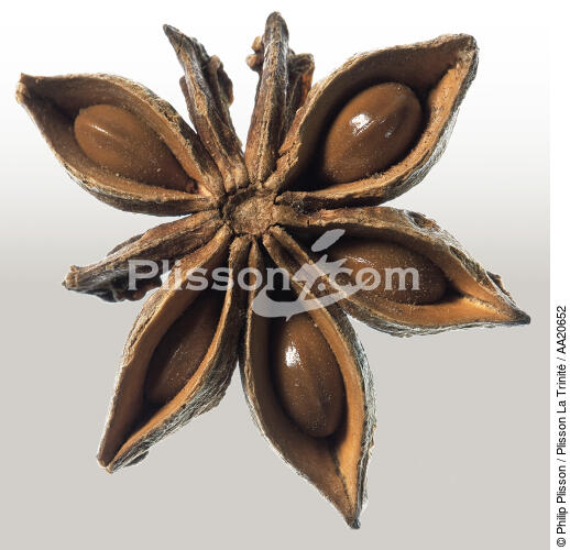 Star anise. - © Philip Plisson / Plisson La Trinité / AA20652 - Photo Galleries - Fauna and Flora