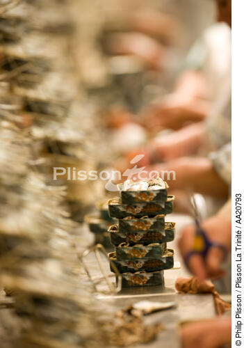 The Quiberonnaise. - © Philip Plisson / Plisson La Trinité / AA20793 - Photo Galleries - Fish