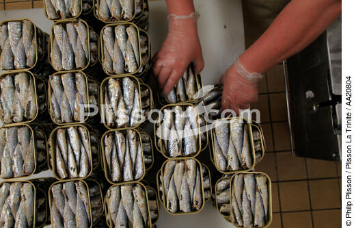 The Quiberonnaise. - © Philip Plisson / Plisson La Trinité / AA20804 - Photo Galleries - Fish