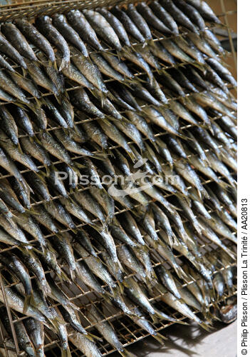 The Quiberonnaise. - © Philip Plisson / Plisson La Trinité / AA20813 - Photo Galleries - Fish