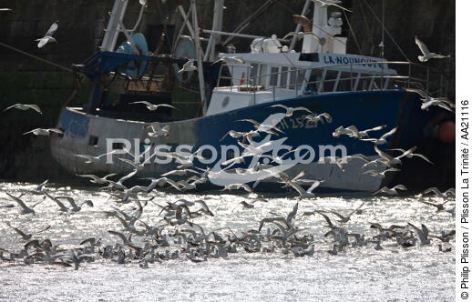 Barfleur. - © Philip Plisson / Plisson La Trinité / AA21116 - Nos reportages photos - Oiseau marin