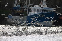 Barfleur. © Philip Plisson / Plisson La Trinité / AA21116 - Nos reportages photos - Oiseau marin