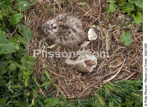 Jeune goéland sur Cézembre. - © Philip Plisson / Plisson La Trinité / AA21599 - Nos reportages photos - Oiseau marin