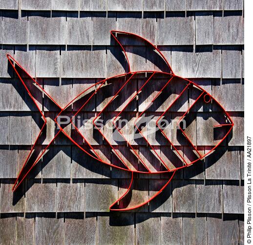 Red fish. - © Philip Plisson / Plisson La Trinité / AA21897 - Photo Galleries - Channel Islands