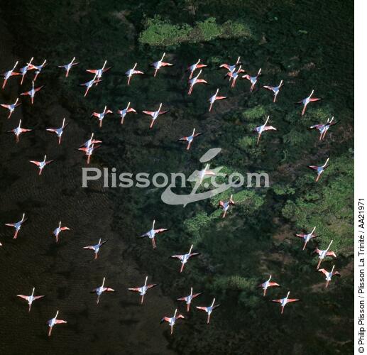 Vol de flamants roses. - © Philip Plisson / Plisson La Trinité / AA21971 - Nos reportages photos - Oiseau de marais