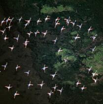 Vol de flamants roses. © Philip Plisson / Plisson La Trinité / AA21971 - Nos reportages photos - Oiseau de marais