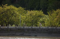Bord de Seine. © Philip Plisson / Plisson La Trinité / AA22095 - Nos reportages photos - Seine [la]