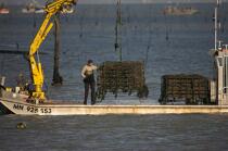 Oyster framing in front of Oleron island. © Philip Plisson / Plisson La Trinité / AA22510 - Photo Galleries - Oyster Farming