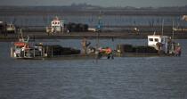 Oyster framing in front of Oleron island. © Philip Plisson / Plisson La Trinité / AA22513 - Photo Galleries - Oyster farming
