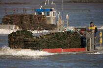 Oyster framing in front of Oleron island. © Philip Plisson / Plisson La Trinité / AA22516 - Photo Galleries - Oyster farming