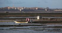 Oyster framing in front of Oleron island. © Philip Plisson / Plisson La Trinité / AA22519 - Photo Galleries - Oyster farming