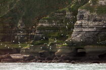 Cliffs at Pointe du Hoc. © Philip Plisson / Plisson La Trinité / AA22593 - Photo Galleries - Cliff