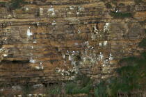 Cliffs at Pointe du Hoc. © Philip Plisson / Plisson La Trinité / AA22594 - Photo Galleries - Cliff