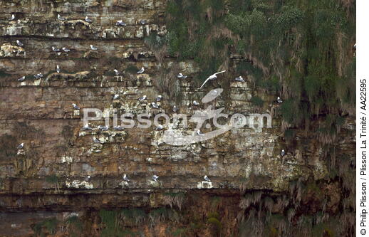 Cliffs at Pointe du Hoc. - © Philip Plisson / Plisson La Trinité / AA22595 - Photo Galleries - Calvados