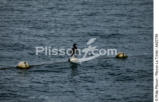 Sur la Rance. - © Philip Plisson / Plisson La Trinité / AA22799 - Nos reportages photos - Oiseau marin