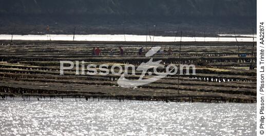 In the Bay of Paimpol. - © Philip Plisson / Plisson La Trinité / AA22874 - Photo Galleries - Oyster Farming