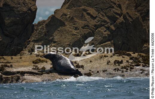 Seal on Héaux de Bréhat. - © Philip Plisson / Plisson La Trinité / AA23056 - Photo Galleries - Lighthouse [22]