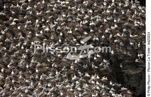 Colony of Gannets on the 7 Islands. - © Philip Plisson / Plisson La Trinité / AA23224 - Photo Galleries - Fauna and Flora
