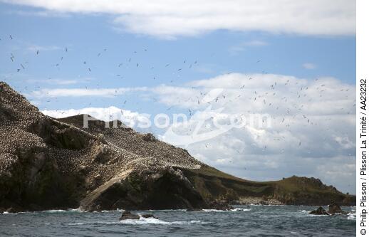 Colony of Gannets on the 7 Islands. - © Philip Plisson / Plisson La Trinité / AA23232 - Photo Galleries - From Paimpol to Sept-Iles