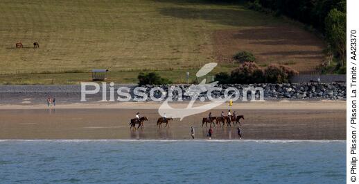 Plérin bay of Saint-Brieuc. - © Philip Plisson / Plisson La Trinité / AA23370 - Photo Galleries - Horse