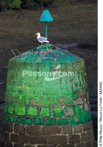 Buoy on Aber Wrac'h. - © Philip Plisson / Plisson La Trinité / AA24450 - Photo Galleries - Fauna