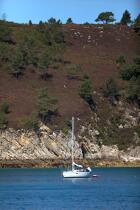 Le Cap de la Chèvre sur la presqu'île de Crozon. © Philip Plisson / Plisson La Trinité / AA24923 - Nos reportages photos - Site [29]