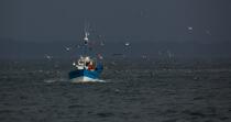 Fishing vessel at Douarnenez. © Philip Plisson / Plisson La Trinité / AA25032 - Photo Galleries - Douarnenez