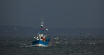 Fishing vessel at Douarnenez. © Philip Plisson / Plisson La Trinité / AA25033 - Photo Galleries - Douarnenez
