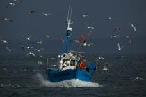 Fishing vessel at Douarnenez. © Philip Plisson / Plisson La Trinité / AA25035 - Photo Galleries - Douarnenez