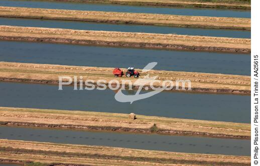 l'ile d' Oléron. - © Philip Plisson / Plisson La Trinité / AA25615 - Nos reportages photos - Agriculture