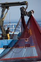Pêche à la sardine en baie de Concarneau © Philip Plisson / Plisson La Trinité / AA25646 - Nos reportages photos - La pêche à la sardine