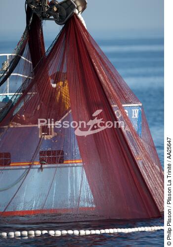 Pêche à la sardine en baie de Concarneau - © Philip Plisson / Plisson La Trinité / AA25647 - Nos reportages photos - Baie de Concarneau