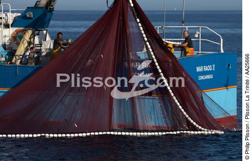 Pêche à la sardine en baie de Concarneau - © Philip Plisson / Plisson La Trinité / AA25666 - Nos reportages photos - Baie de Concarneau