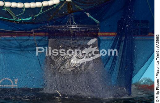 Pêche à la sardine en baie de Concarneau - © Philip Plisson / Plisson La Trinité / AA25683 - Nos reportages photos - Poisson