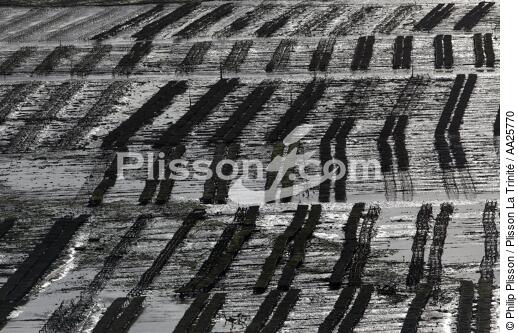 Oyster farming near Oléron island - © Philip Plisson / Plisson La Trinité / AA25770 - Photo Galleries - Low tide