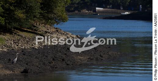 Sur l'Odet - © Philip Plisson / Plisson La Trinité / AA25851 - Nos reportages photos - Oiseau de marais