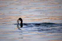 Cormorant © Philip Plisson / Plisson La Trinité / AA26047 - Photo Galleries - Seabird