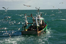Trawler boat from Trinité © Philip Plisson / Plisson La Trinité / AA26330 - Photo Galleries - Job