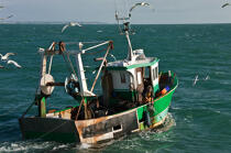 Trawler boat from Trinité © Philip Plisson / Plisson La Trinité / AA26331 - Photo Galleries - Morbihan