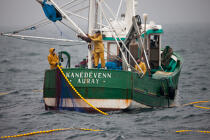 Sardine fishing boat . © Philip Plisson / Plisson La Trinité / AA26402 - Photo Galleries - Fishing with a seine 